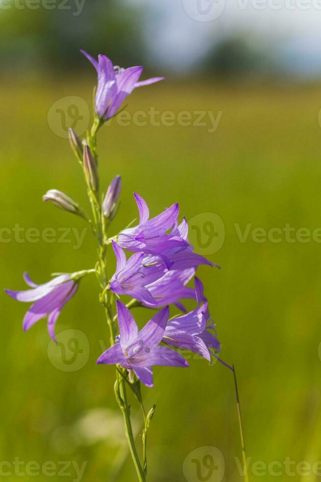 campanula rapunculoides, strisciante campanula, o rampion campanula. viola fiori e mini cuffie di un' campanula su campo. foto