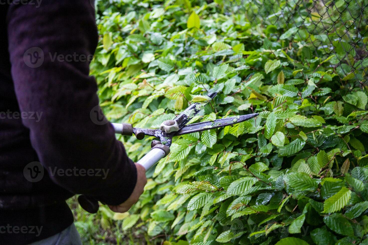 ritagliata mani di persona taglio impianti a Giardino dietro la casa. donna taglio arbusti con grande giardino forbici foto