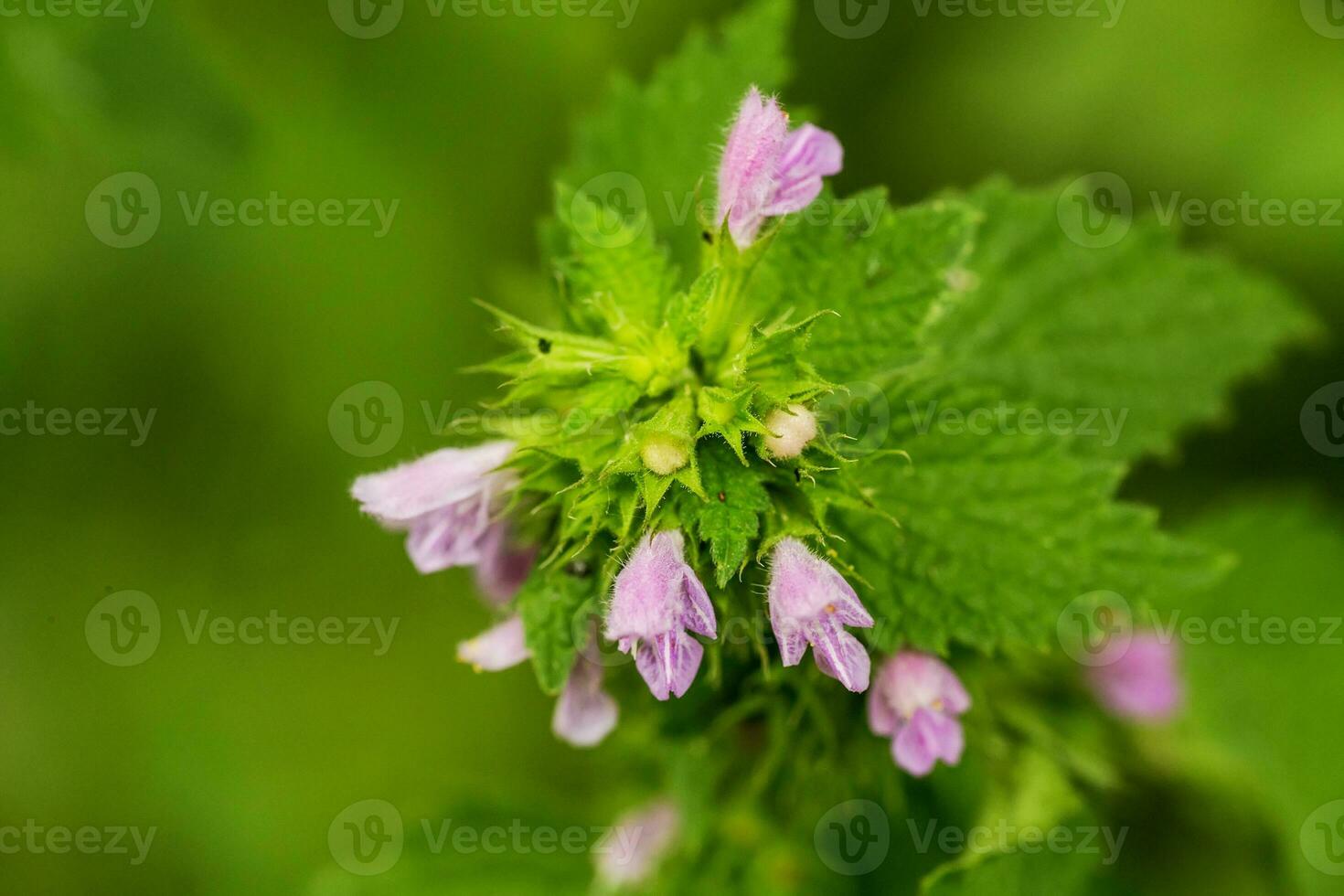 lamium purpureo, rosso ortica morta, viola ortica morta, o viola arcangelo. fioritura rosa fiori tra il verde le foglie nel il foresta. raccolta medicinale impianti per non tradizionale medicinale. selettivo messa a fuoco foto