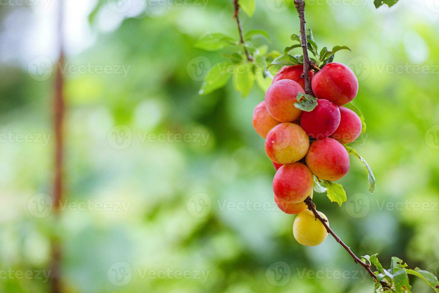 ciliegia prugna o mirabolano prunus cerasifera rosso maturo drupa, drupacee di su rami di albero nel estate. frutteti durante raccogliere di frutta. foto