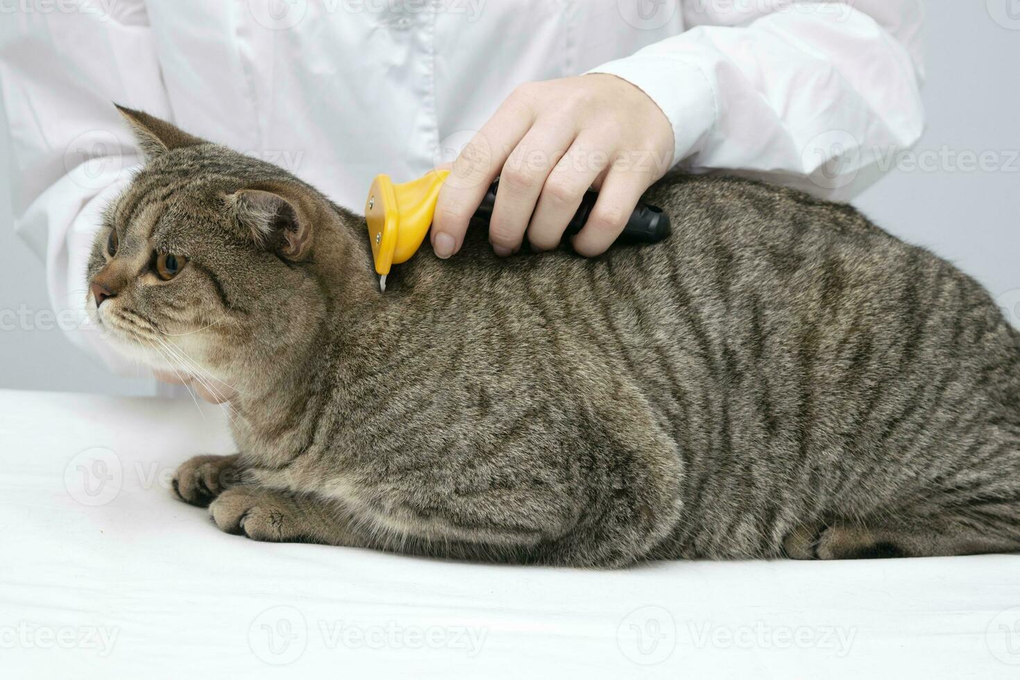 ritratto di un' bellissimo Scozzese soriano gatto. veterinario medicinale. foto