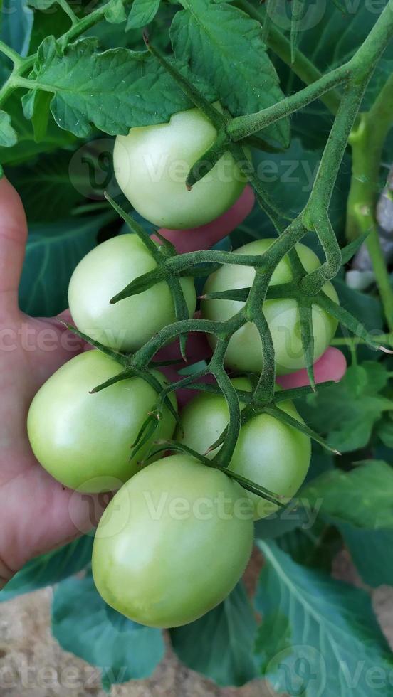 un grappolo di pomodori serra nel palmo della tua mano. foto