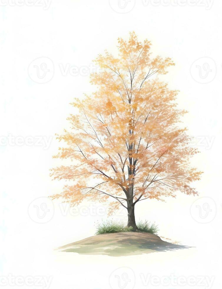 autunno albero isolato su bianca foto