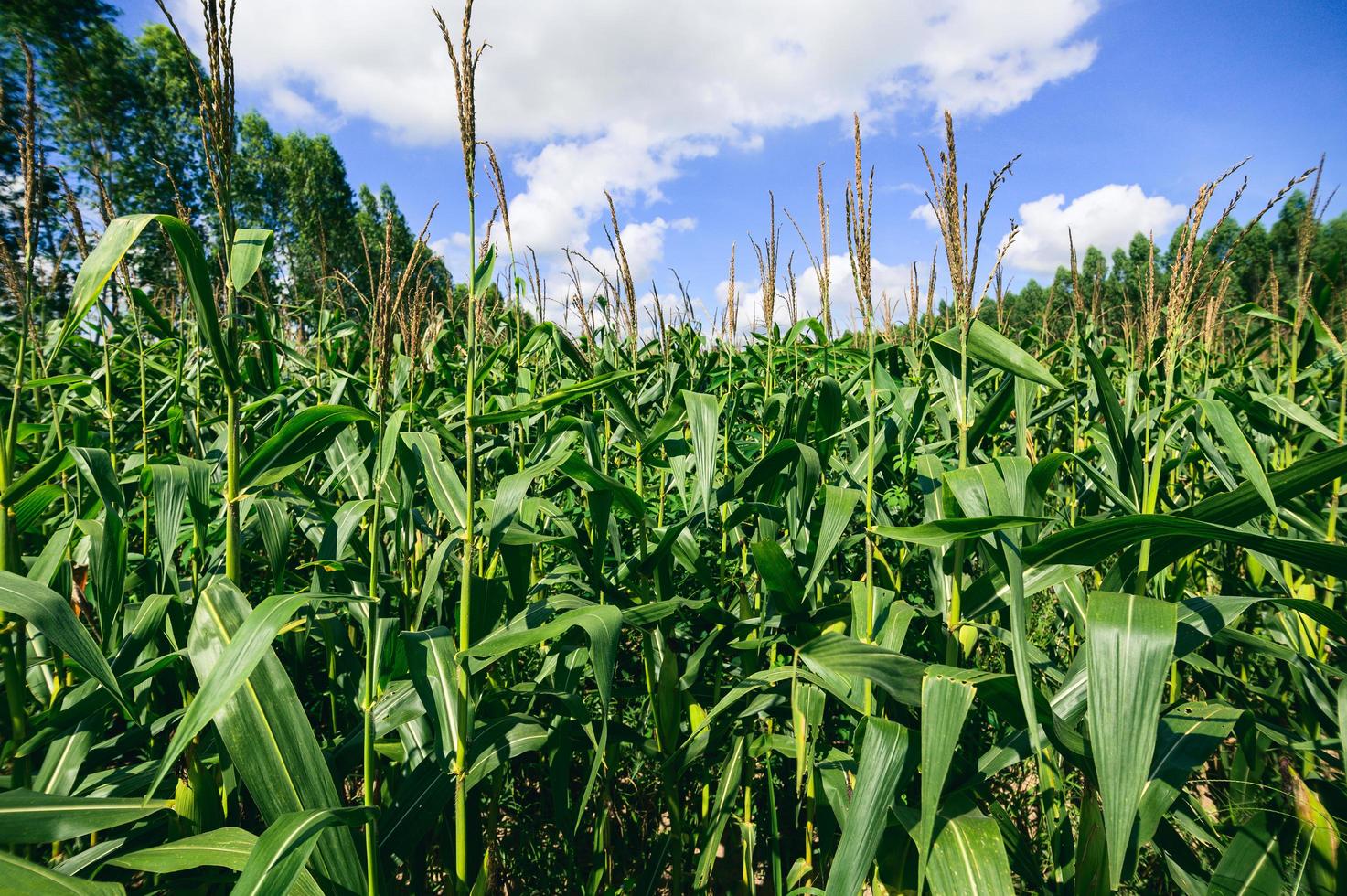 vista del campo di mais dell'agricoltura foto