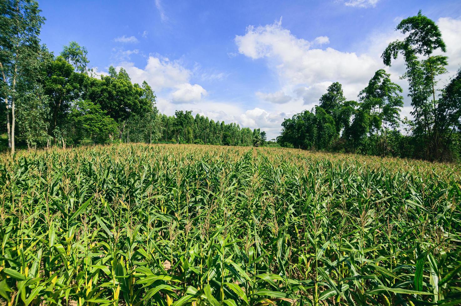 vista del campo di mais dell'agricoltura foto