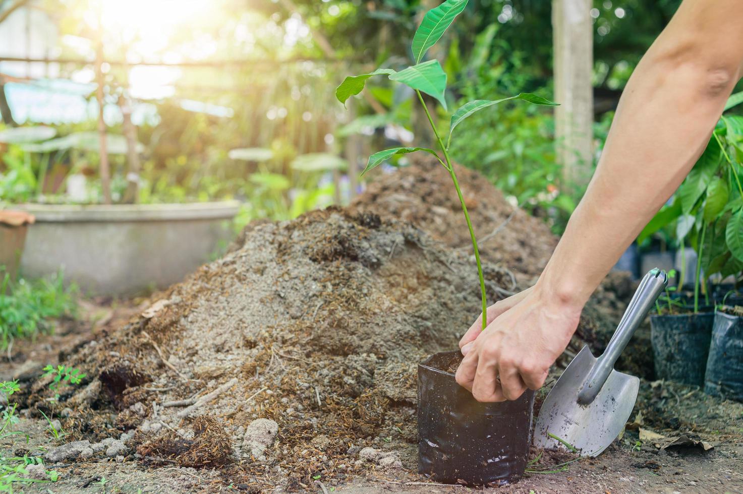 persone che piantano alberi in sacchetti di plastica foto