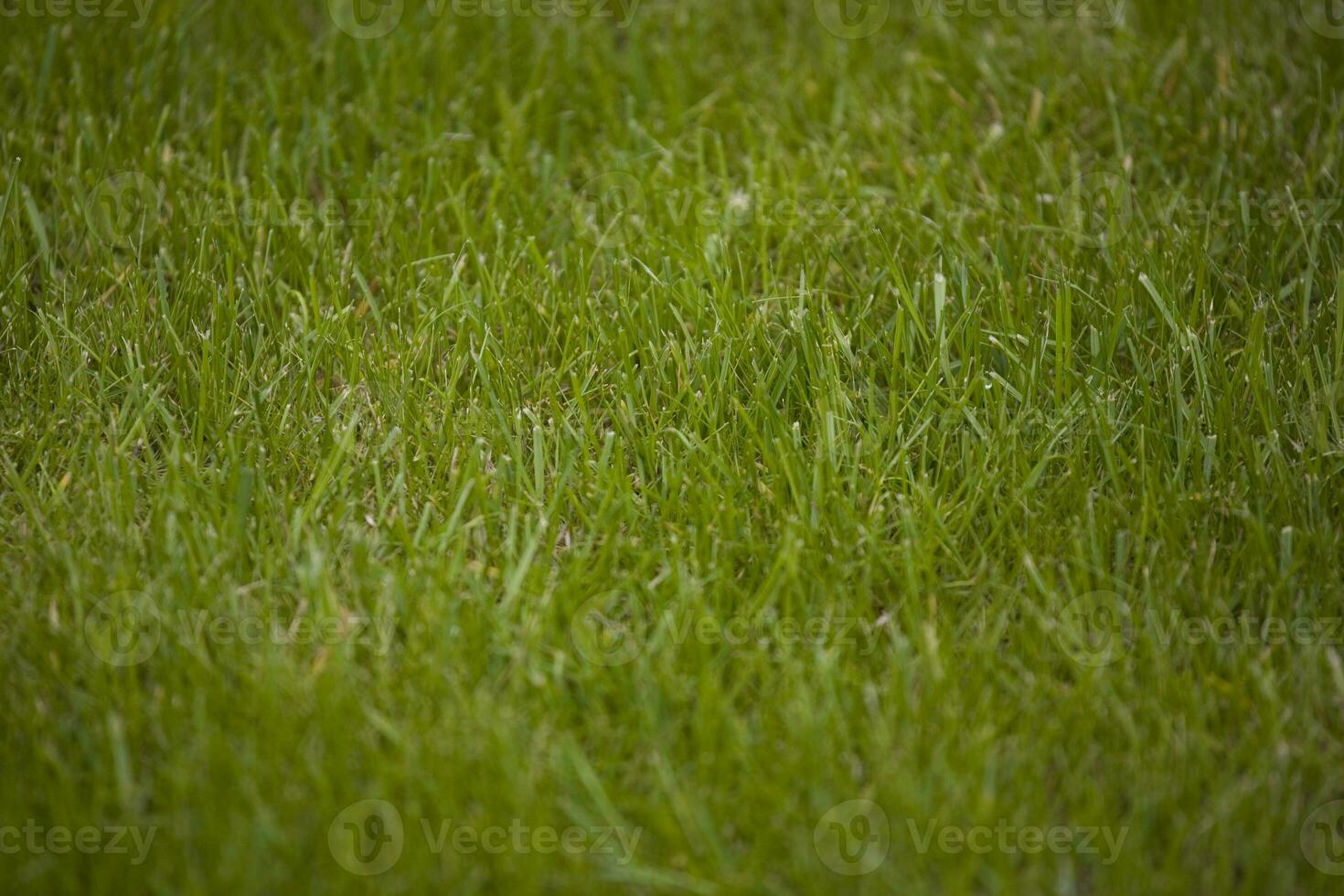 sfondo con verde primavera erba a partire dal il giardino foto