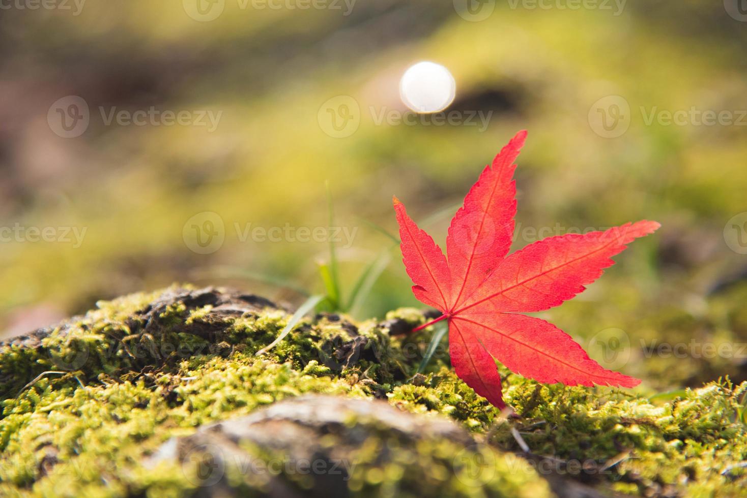 red momiji maple leaf sul verde muschio e rock foto