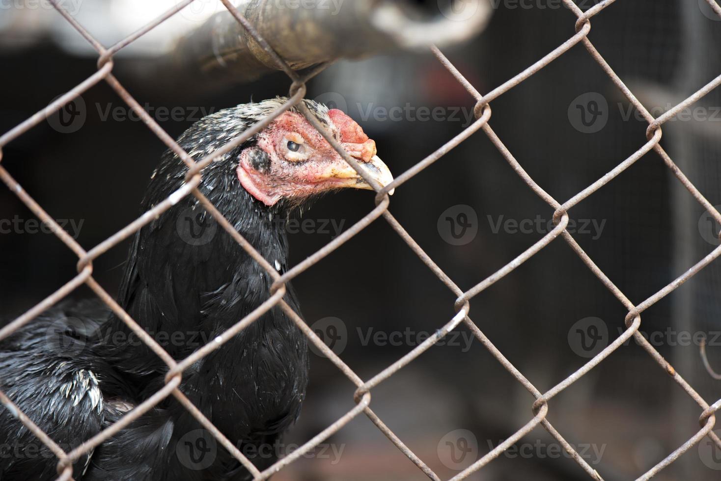 pollo gamecock nel pollaio in gabbia d'acciaio, concetto animale foto