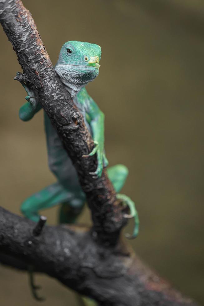 iguana fasciata delle Figi foto