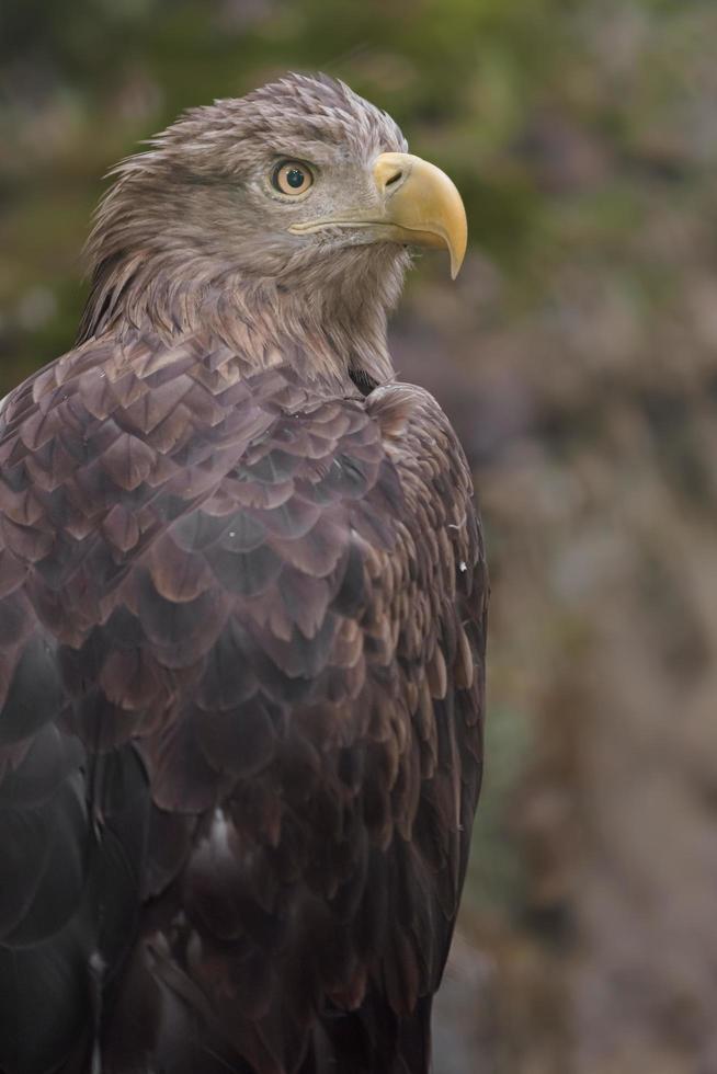 aquila dalla coda bianca foto