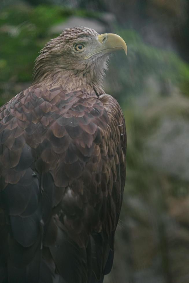 aquila dalla coda bianca foto