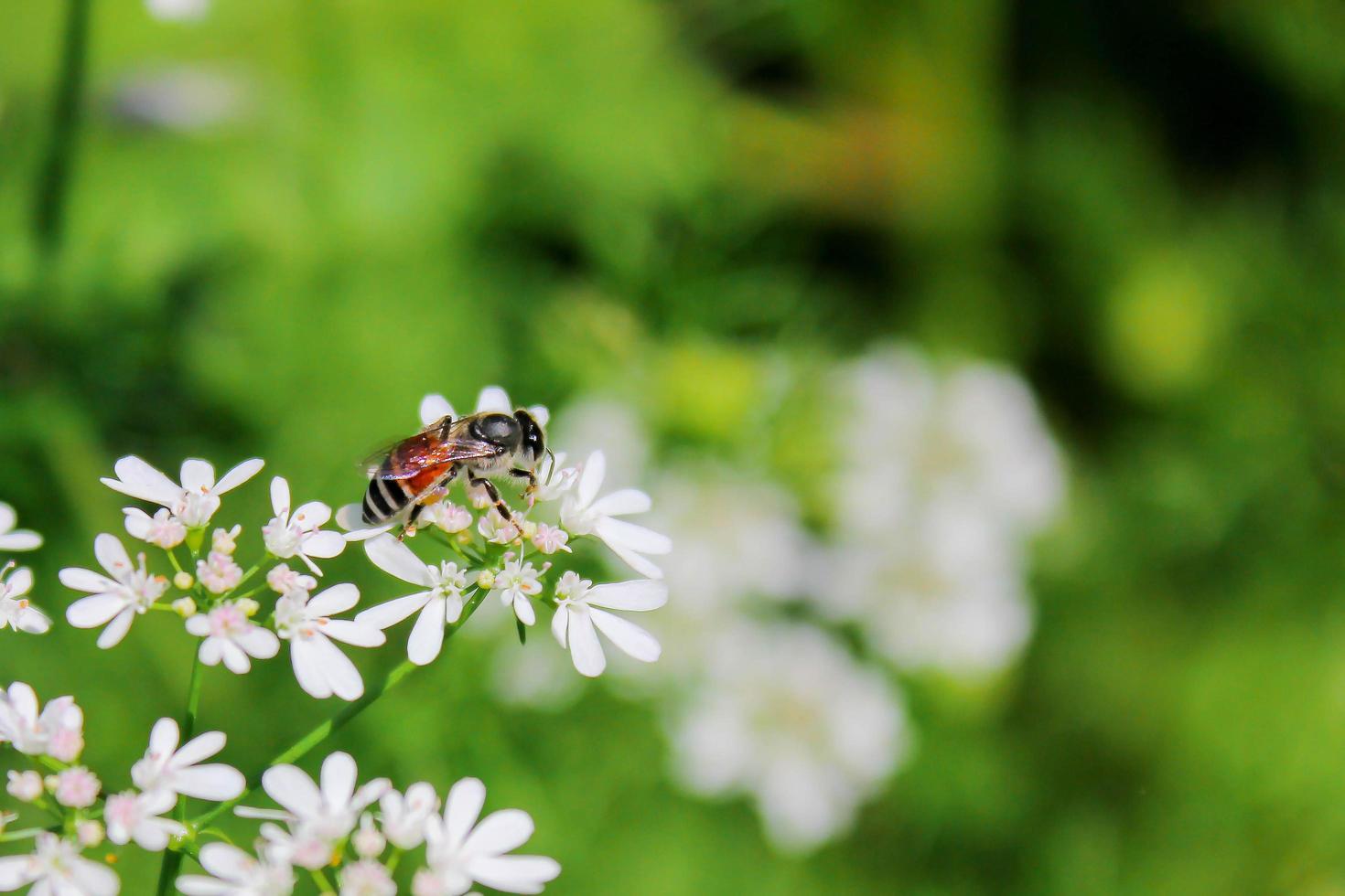 vicino ape con fiore, un bastone di vespe sul fiore. foto