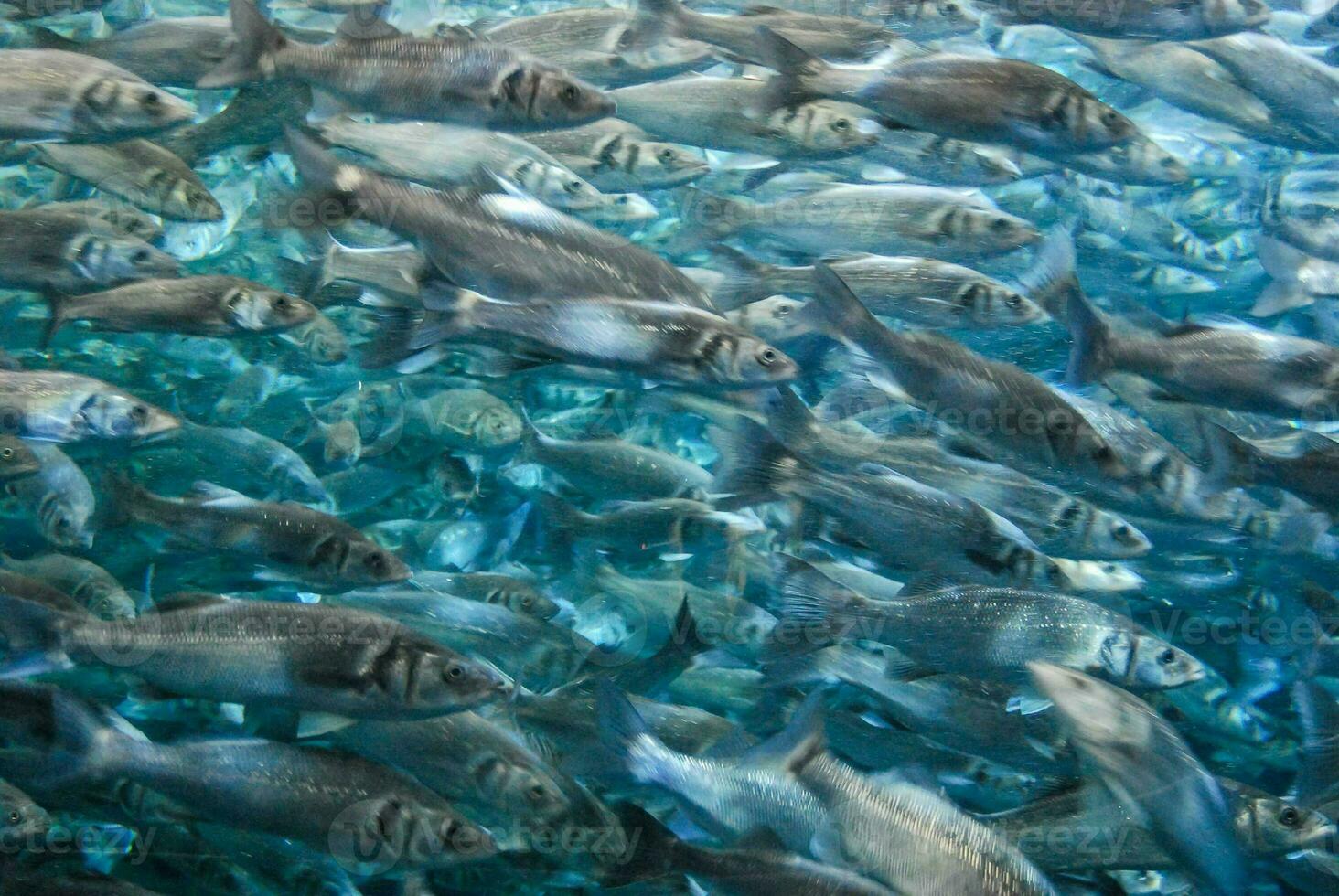 un' scuola di pesce foto