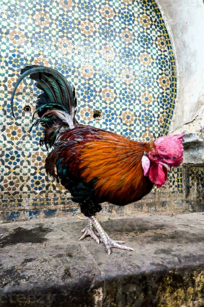 un' Gallo con colorato piume foto