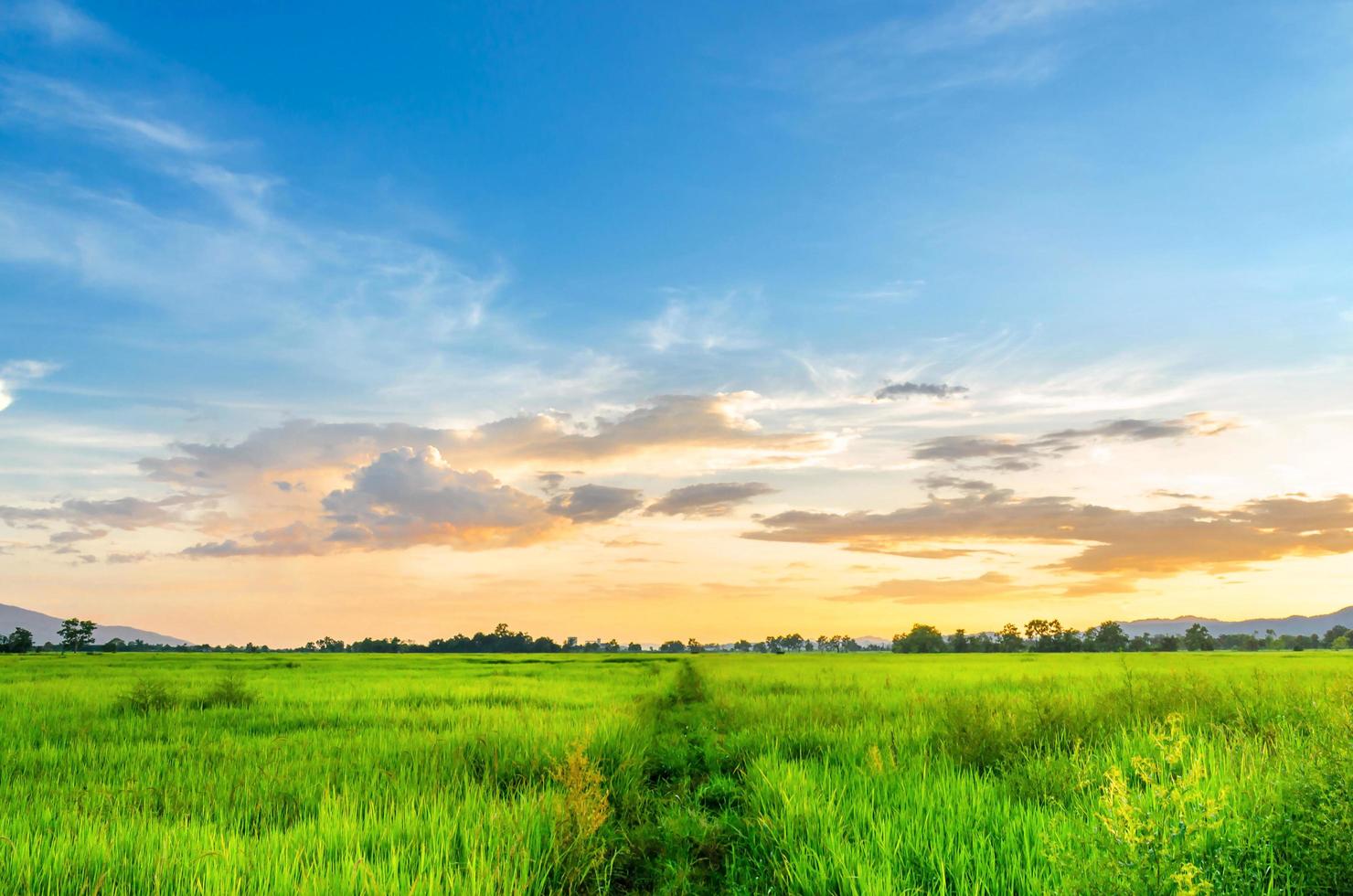 paesaggio di campo di grano e campo verde con tramonto in fattoria foto