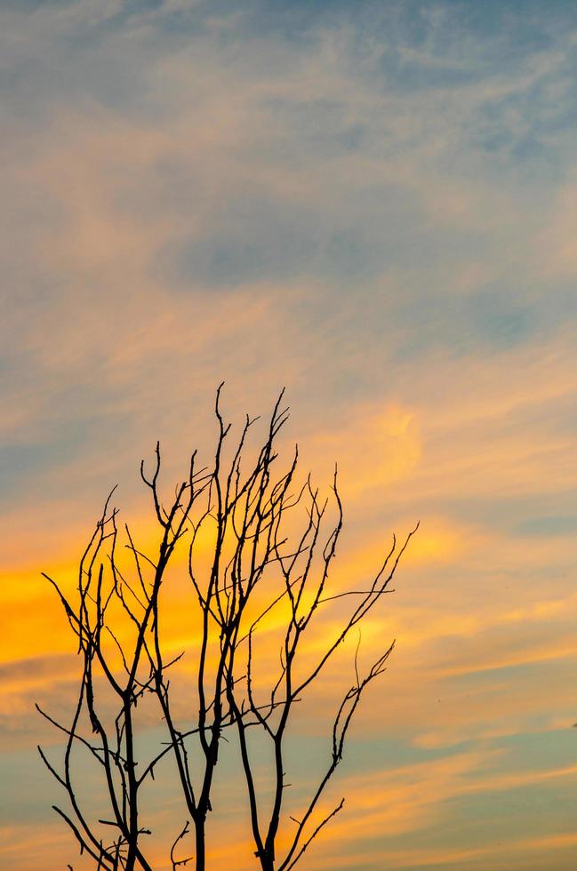 sagoma di albero morto e ramo secco con bel cielo e cielo blu foto