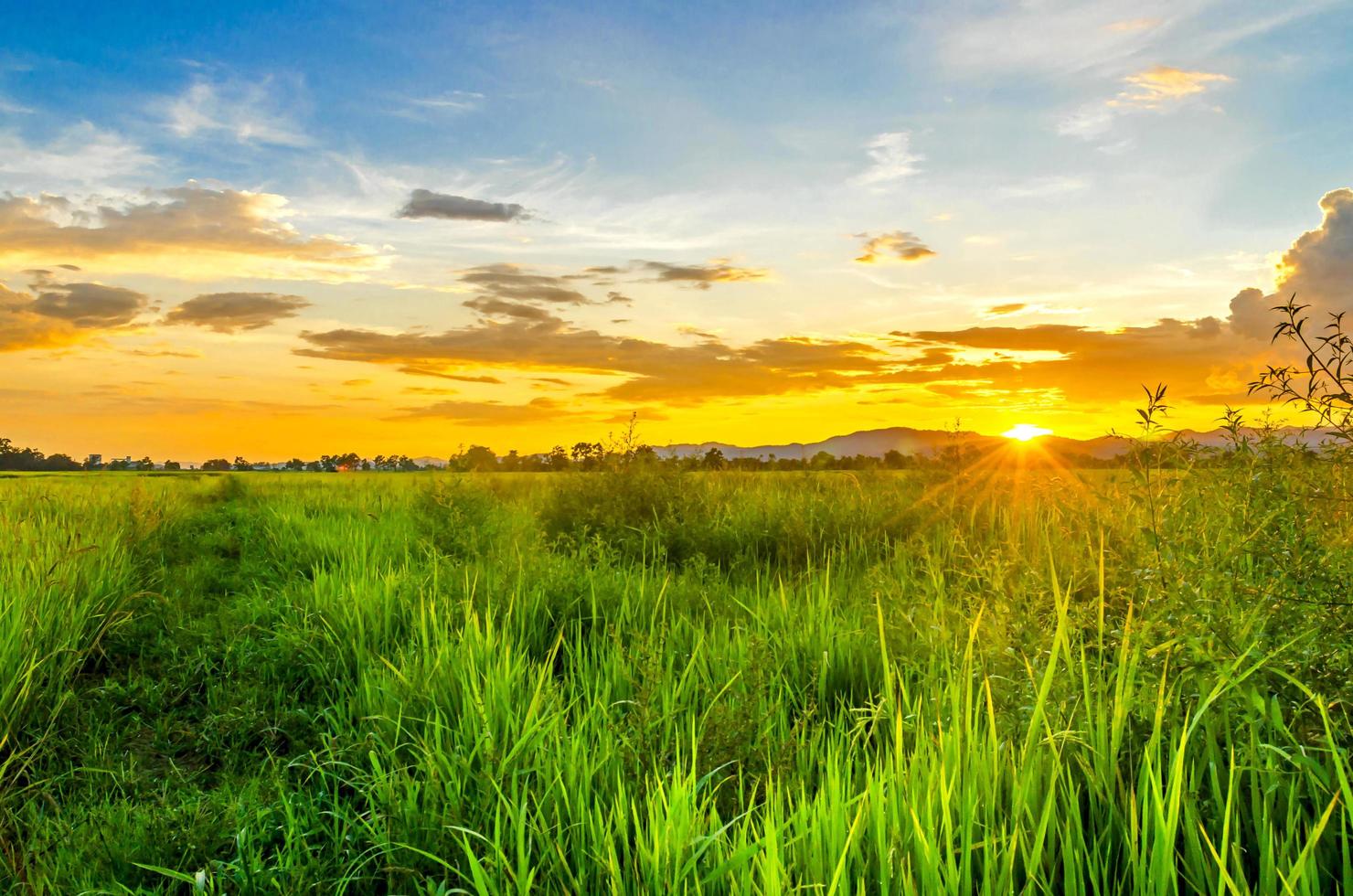 paesaggio di campo di grano e campo verde con tramonto in fattoria foto