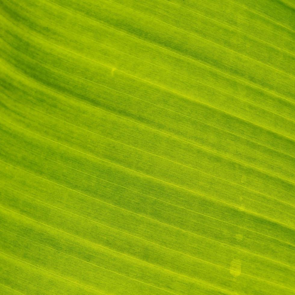 foglia verde e foglia di banana, sfondo e carta da parati dalla trama delle foglie foto