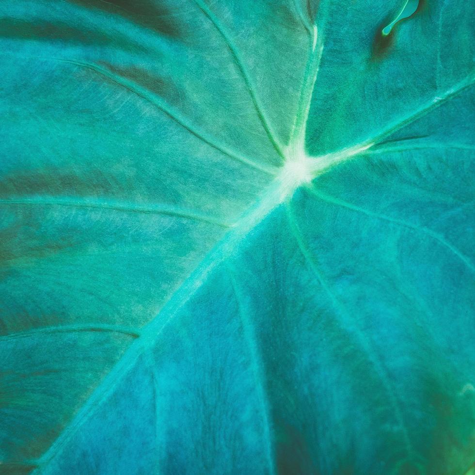 foglia verde e foglia di banana, sfondo e carta da parati dalla trama delle foglie foto