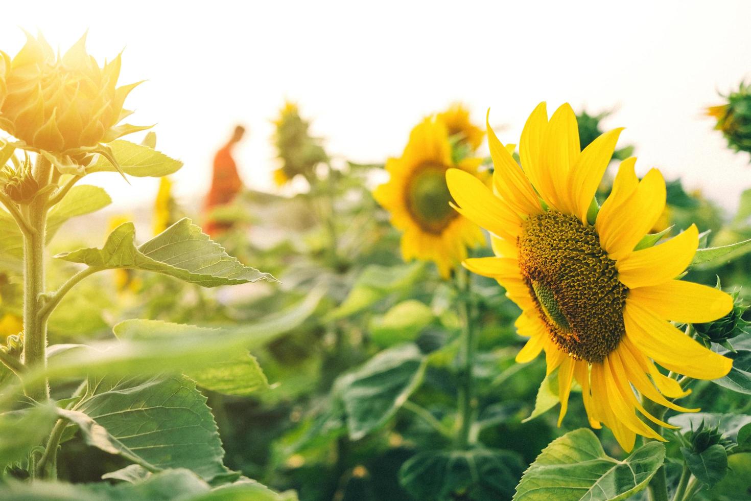 primo piano di girasoli e fiore giallo nel parco foto