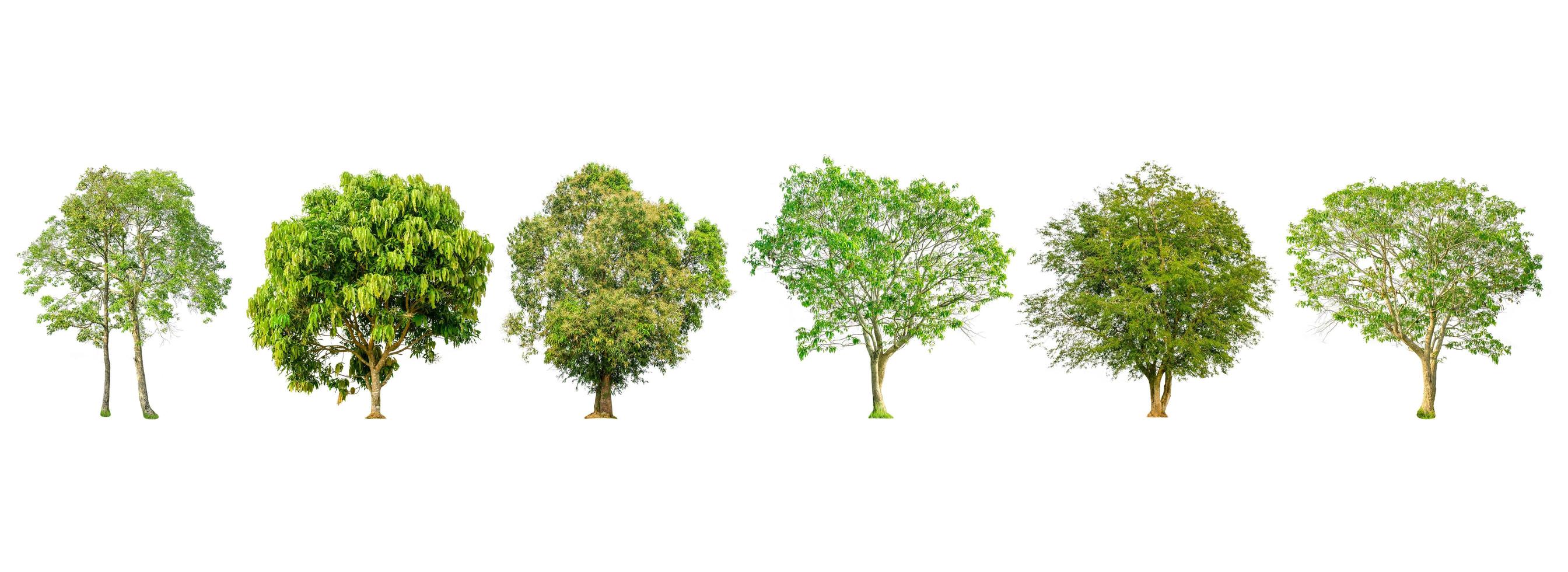 set di forma di albero e ramo di albero su sfondo bianco per isolato. foto