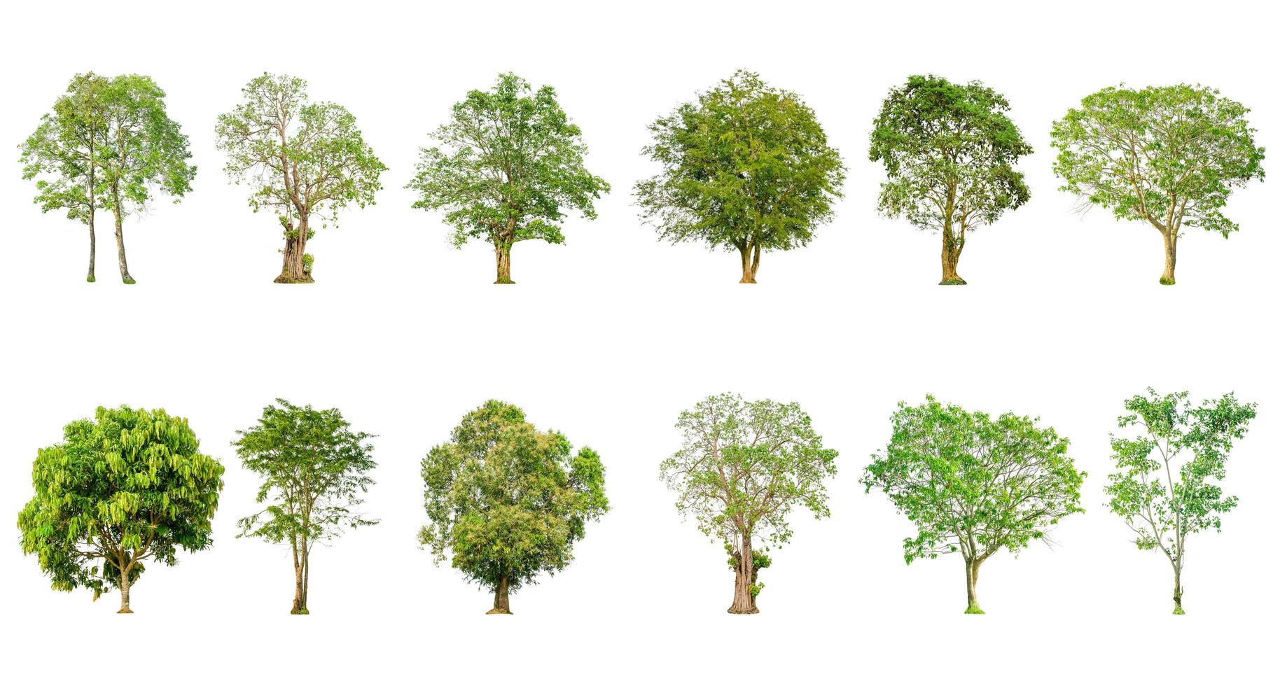 set di forma di albero e ramo di albero su sfondo bianco per isolato. foto