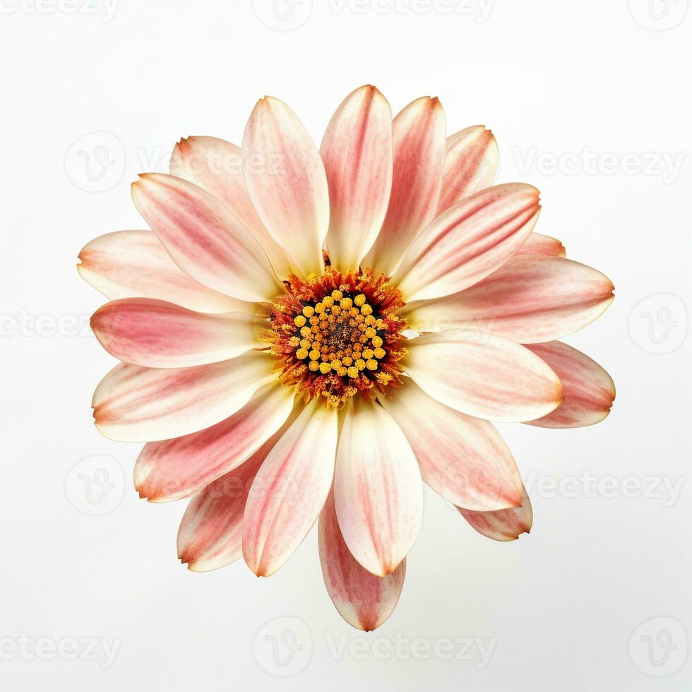 Immagine di un' fiore avvicinamento su un' bianca sfondo. ai generato foto