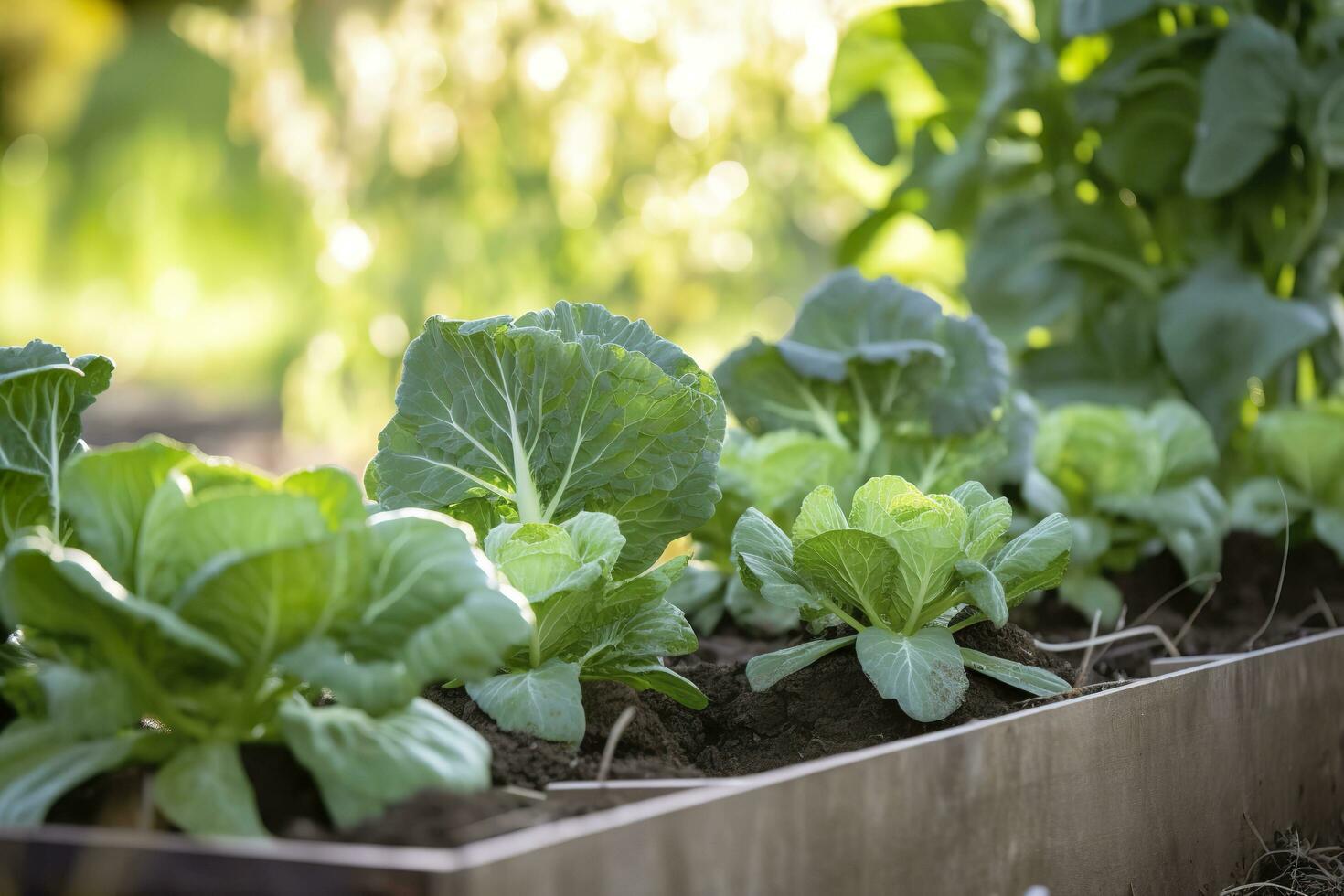 fresco biologico Bruxelles germogli in crescita nel il giardino. in crescita proprio frutta, verdure. ai generato foto