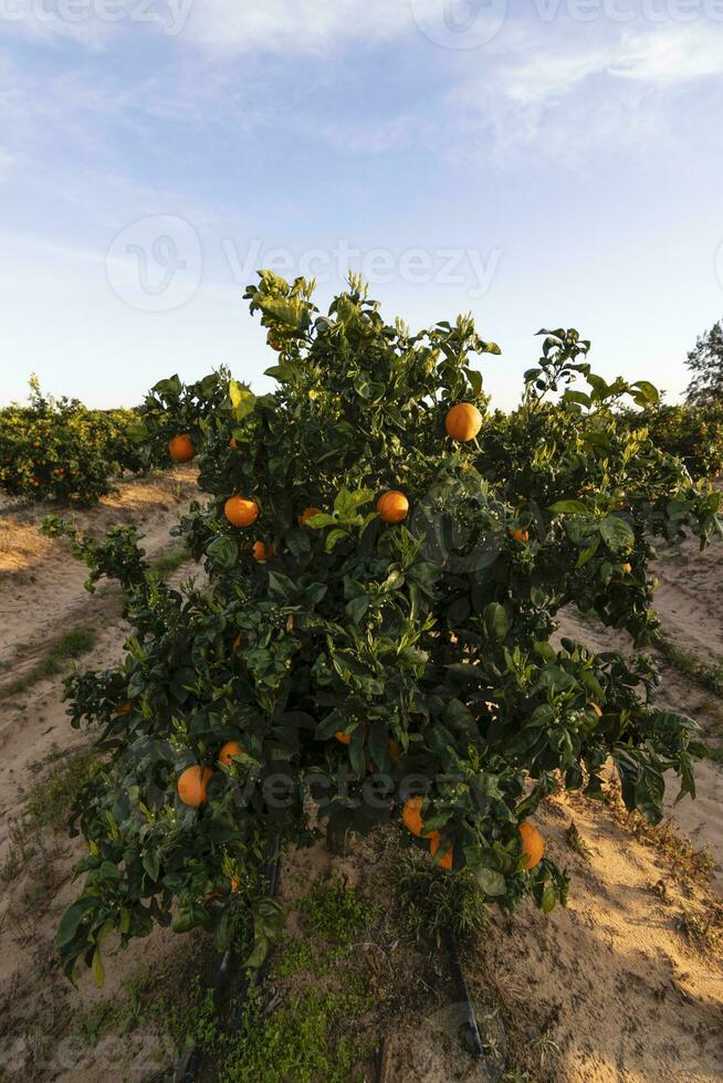 arancia agrume boschetti con righe di arancia alberi, huelva, Spagna. arancia frutta, succoso e rinfrescante. vitamina c nel ogni segmento. agrume gusto quello si sveglia il palato. naturale energia e antiossidanti. foto