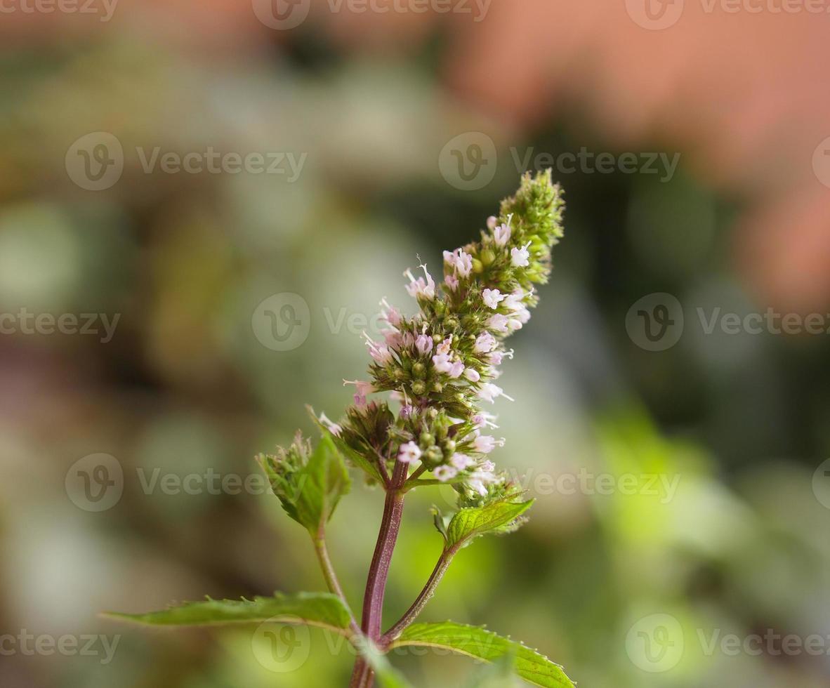 pianta di menta piperita mentha piperita foto