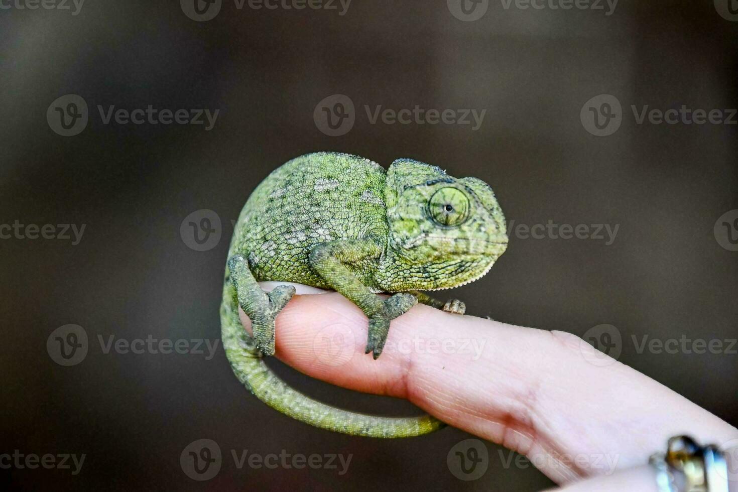 piccolo verde camaleonte foto