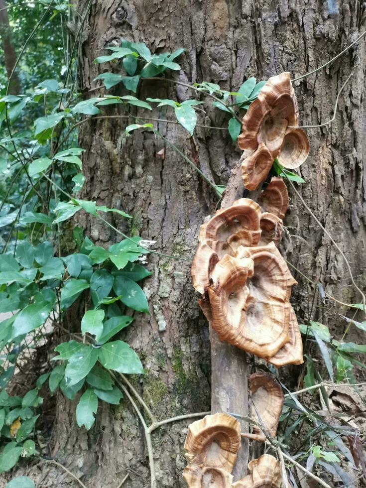 orecchia di mare funghi crescere sotto alberi nel foreste pluviali. sud-est Asia regione foto