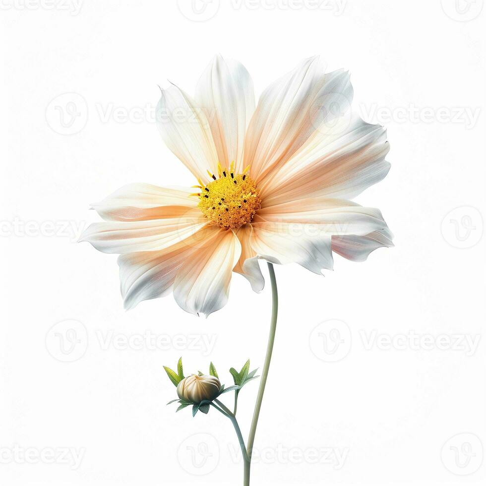Immagine di fiore isolato su bianca sfondo foto