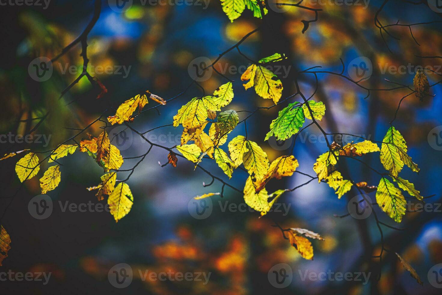 autunno fogliame su albero foto