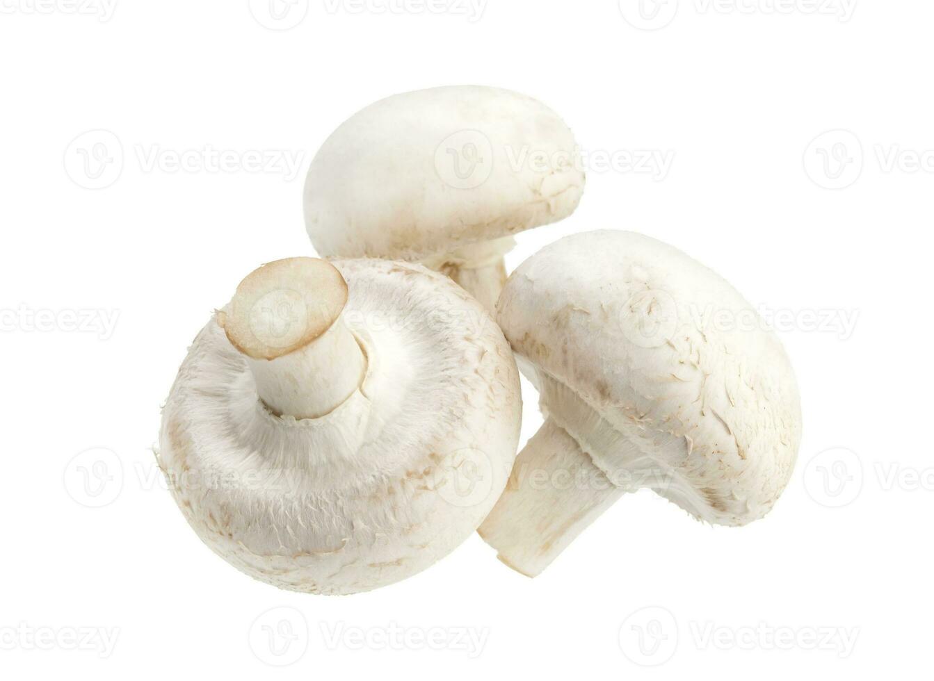 funghi champignon isolati su sfondo bianco foto