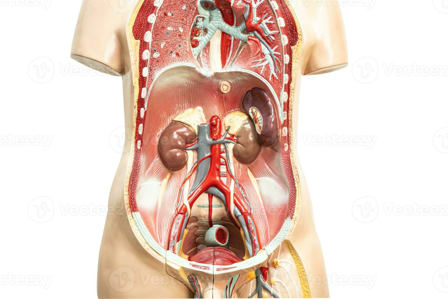 umano rene modello anatomia per medico formazione corso, insegnamento medicina formazione scolastica. foto
