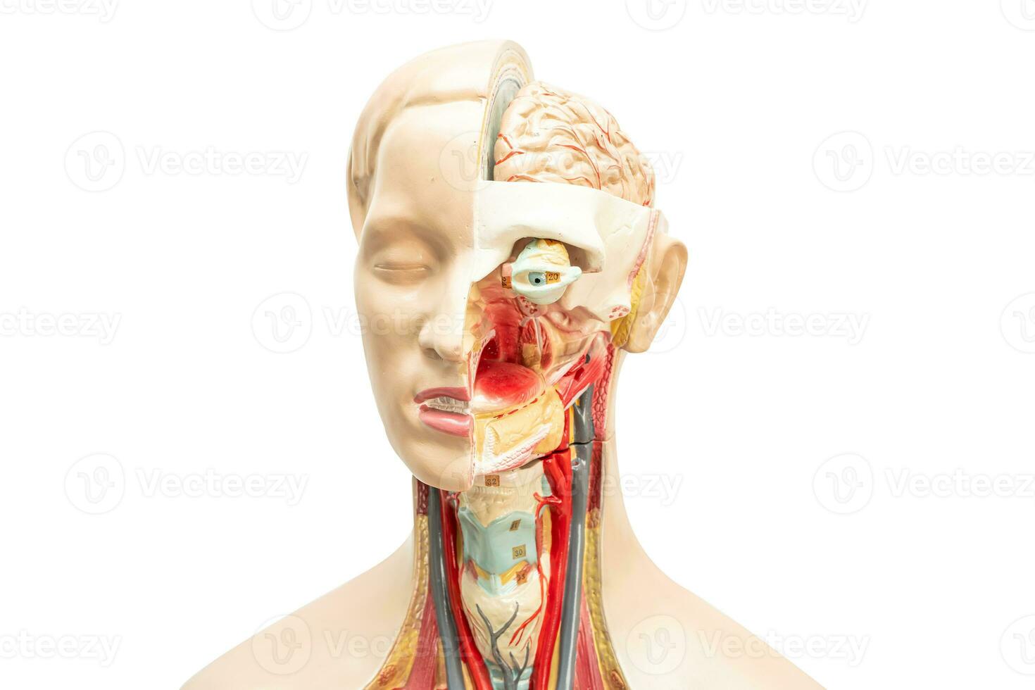 umano cervello modello di testa anatomia per medico formazione corso, insegnamento medicina formazione scolastica. foto