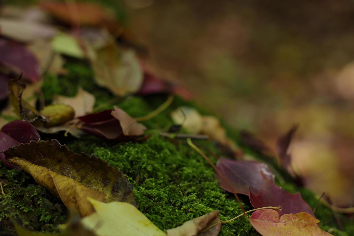 foglie d'autunno in una foresta umida foto