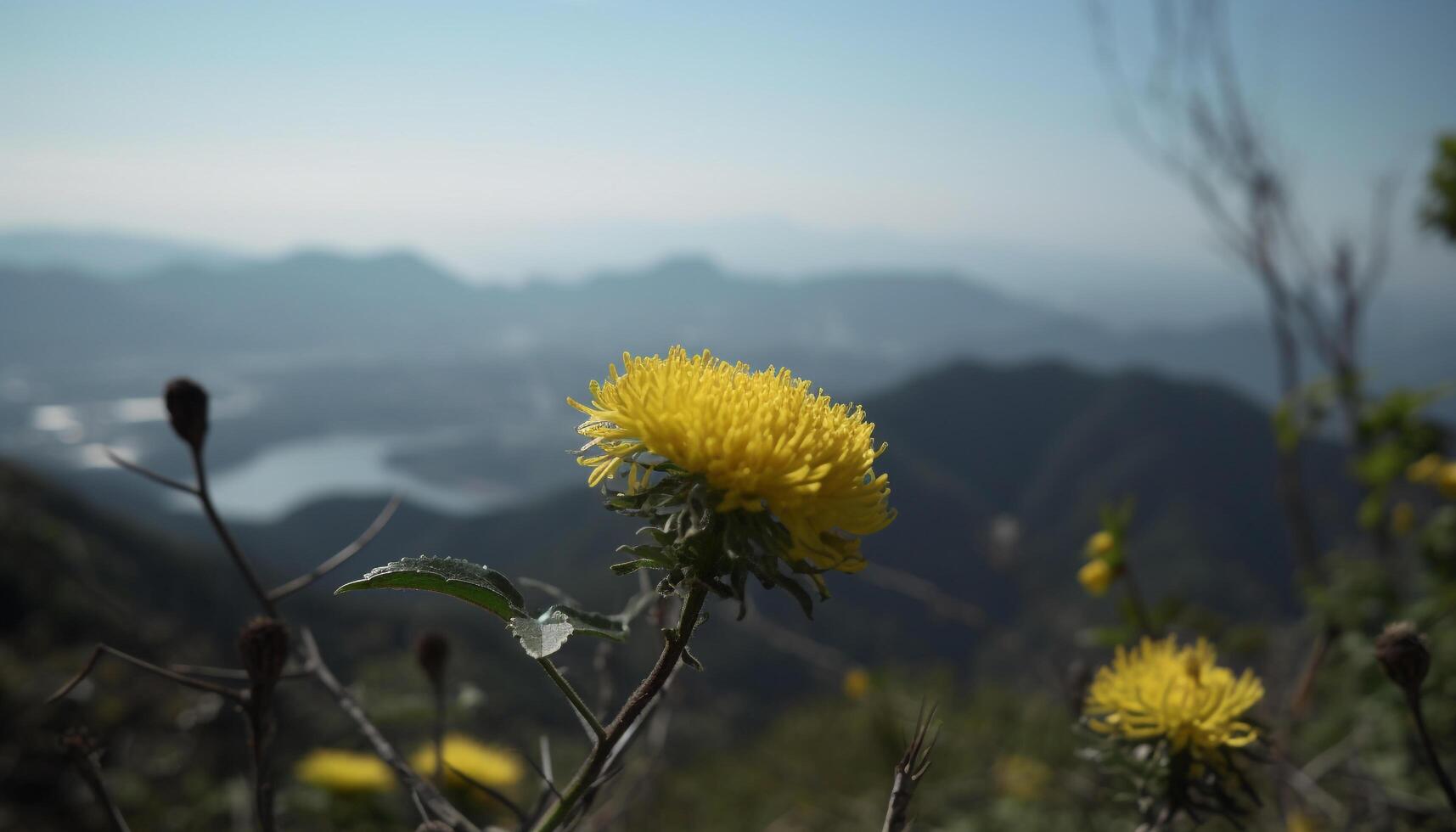 giallo dente di leone fiori nel un' prato, natura vivace estate bellezza generato di ai foto