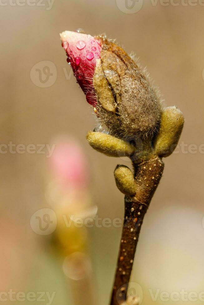 bellissimo magnolia fiori con acqua goccioline foto