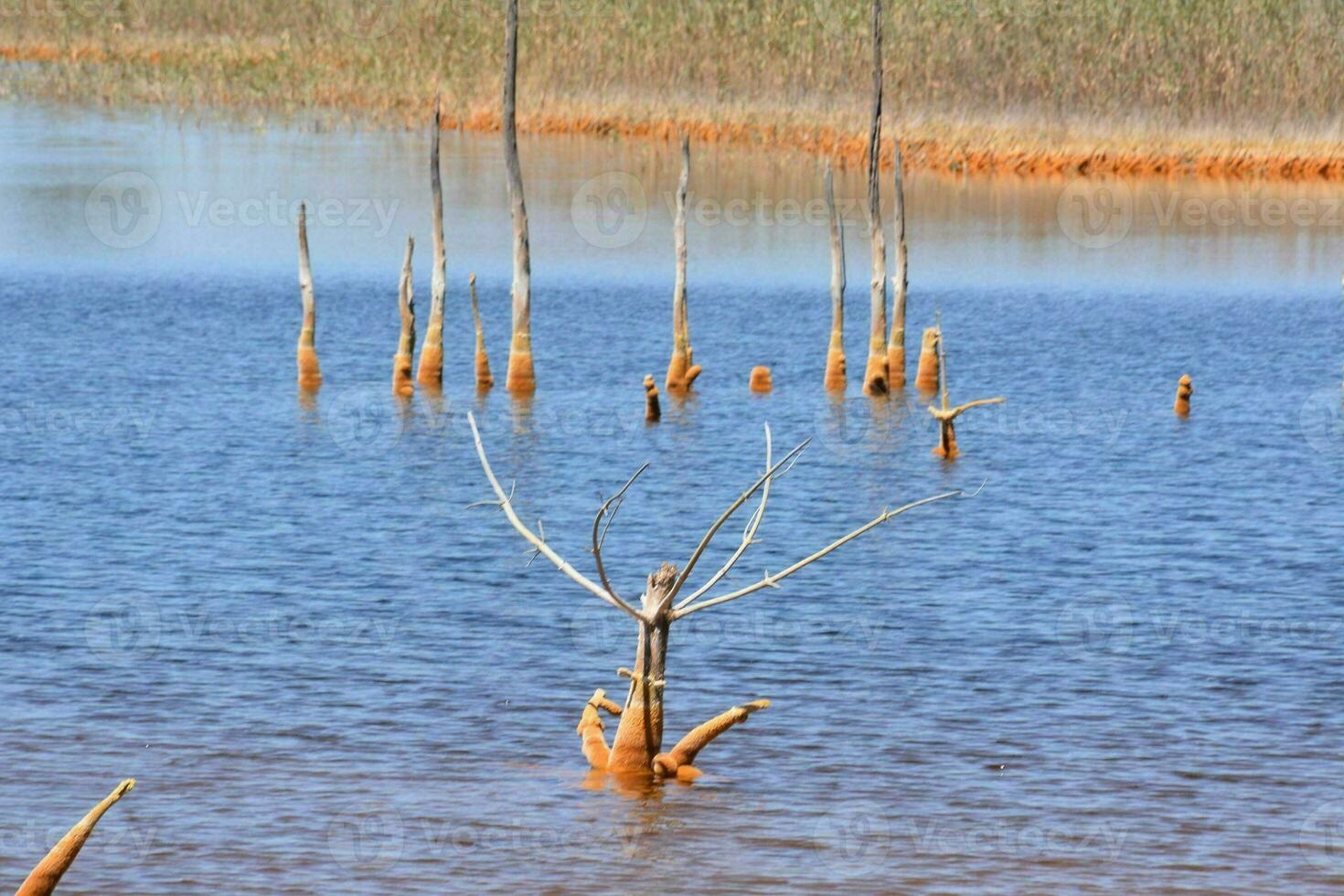 alberi morti nell'acqua foto