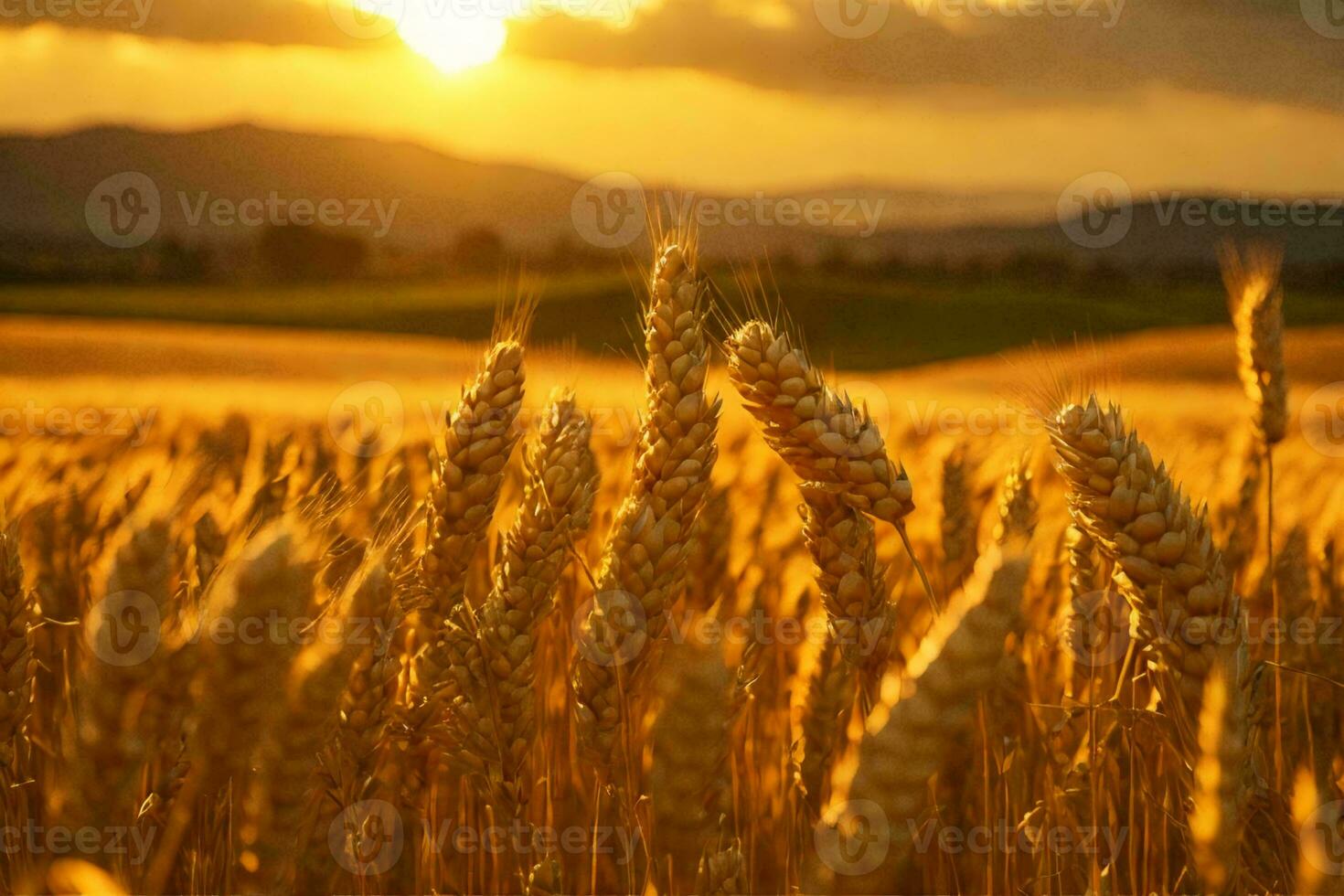 un' d'oro Grano campo nel il campagna a tramonto. ai generativo foto