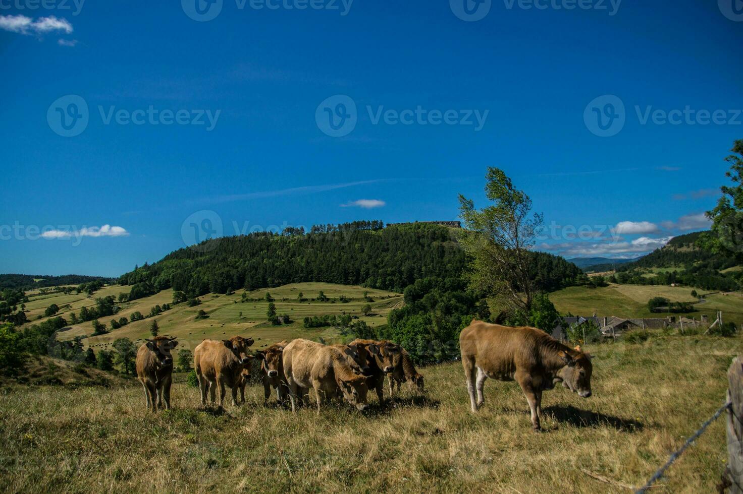 parco nazionale delle cévennes foto