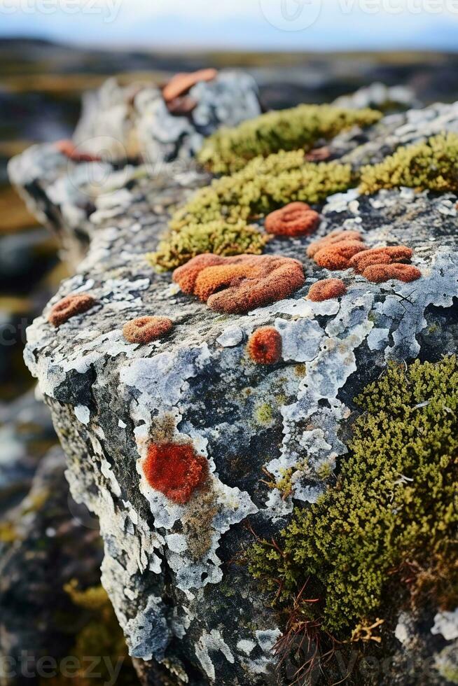 vicino su di colorato licheni in crescita su un' roccia nel il tundra. vario occhiali da sole di verde, giallo, arancia, e rosso, e essi contrasto meravigliosamente con il grigio roccia. foto