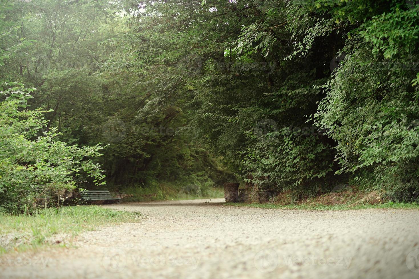 foresta verde piena di alberi foto