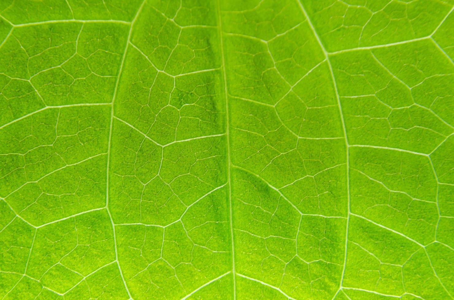 foglie verdi texture e fibra fogliare, sfondo di foglia verde. foto