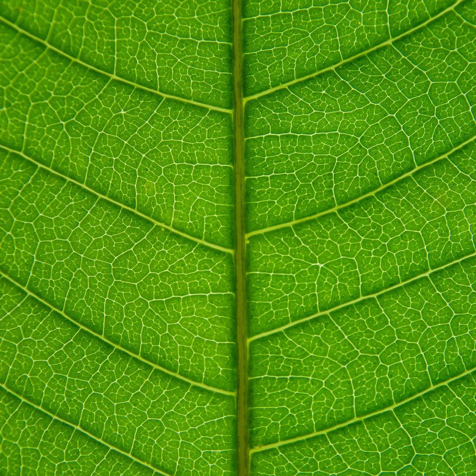 foglie verdi texture e fibra fogliare, sfondo di foglia verde. foto