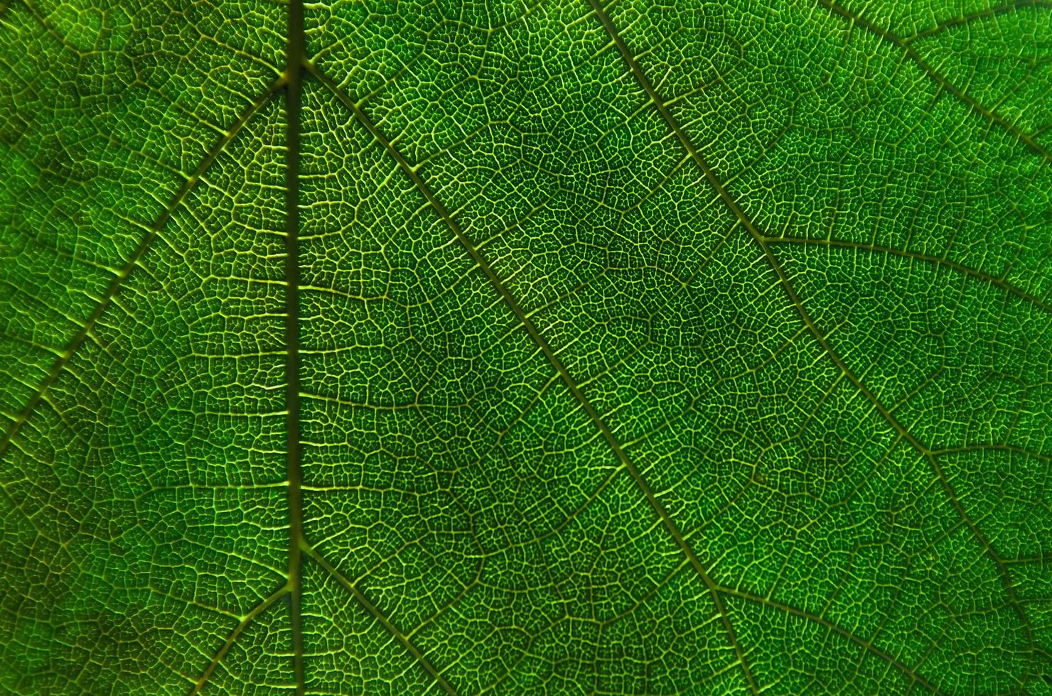 trama di foglie verdi e fibra fogliare, carta da parati per dettaglio di foglia verde foto