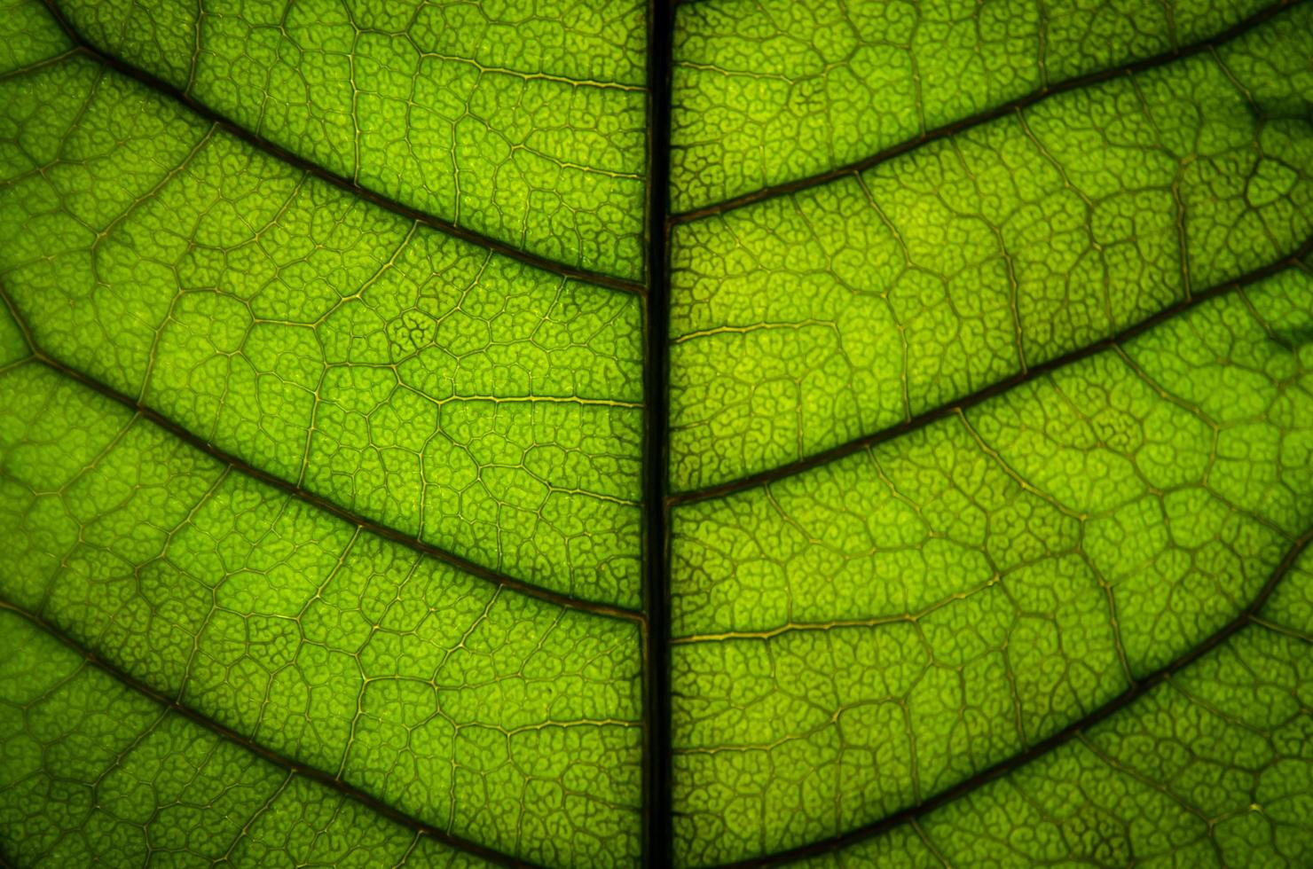 trama di foglie verdi e fibra fogliare, carta da parati per dettaglio di foglia verde foto